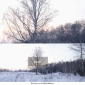 Birch trees winter background for windows