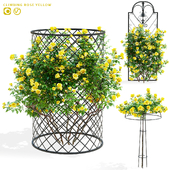 Climbing roses on a decorative support | Climbing rose yellow