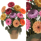 Potted Gerbera Daisy
