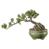 Bonsai Ficus