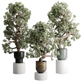 Bonsai Tree in a Old metal pot - set indoor plant 613