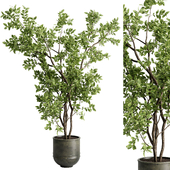 Ficus elastica branch in a metal pot - set indoor plant 618