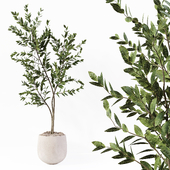 Indoor Plant 11