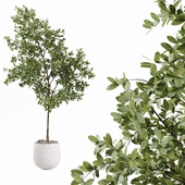 Indoor Plant 12