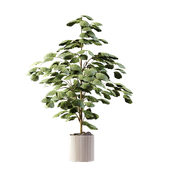 Indoor Plant 13