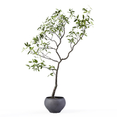 Indoor Plant 014
