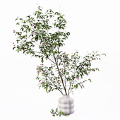 Bouquet indoor plant