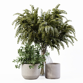 Collection Indoor Plants 09