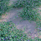 Ipomoea pes-caprae - Beach Morning Glory - Outdoor - 3D model - photo 4