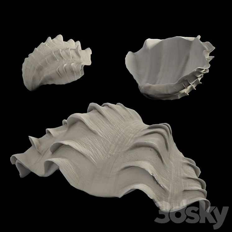 Shell - Other decorative objects - 3D model
