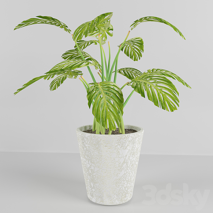 Monstera - Indoor - 3D model