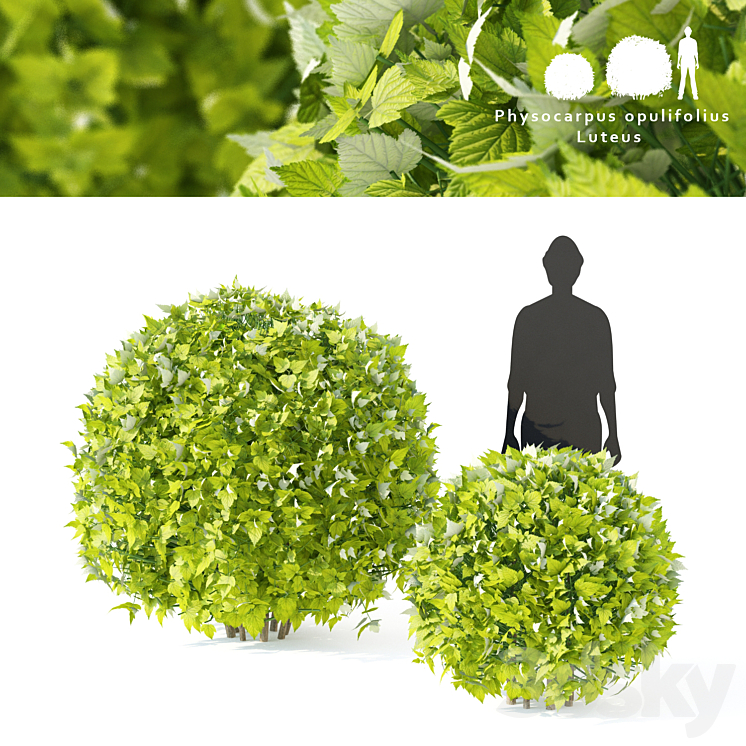 Lutheus Cornifolia bush 2 bush | Physocarpus opulifolius Luteus sphere ...
