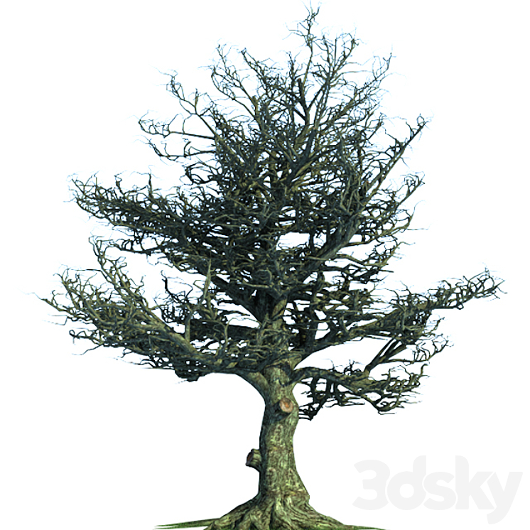 Tim Burton Style Oak - Tree - 3D model