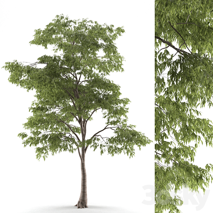 Tree Modwl tree 54 B - Tree - 3D model