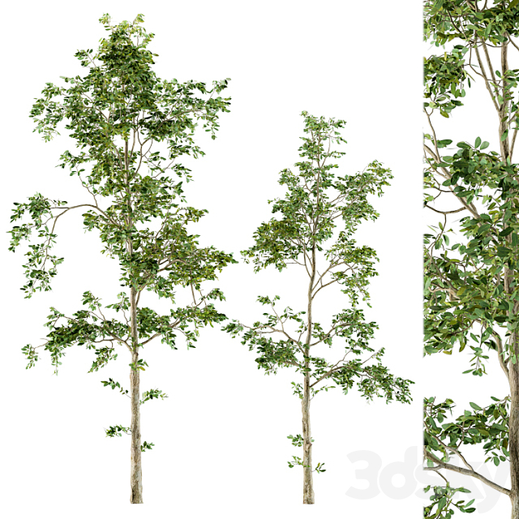 Tree Broadleaf Spring - Set 19 - Tree - 3D model