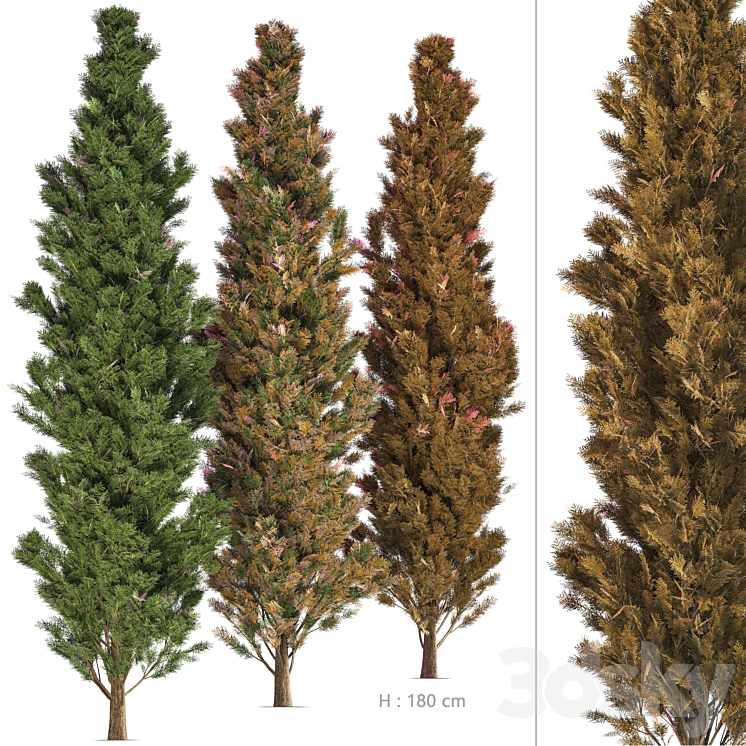 3 Type Of Cypress Tree vol. 2 - Tree - 3D model