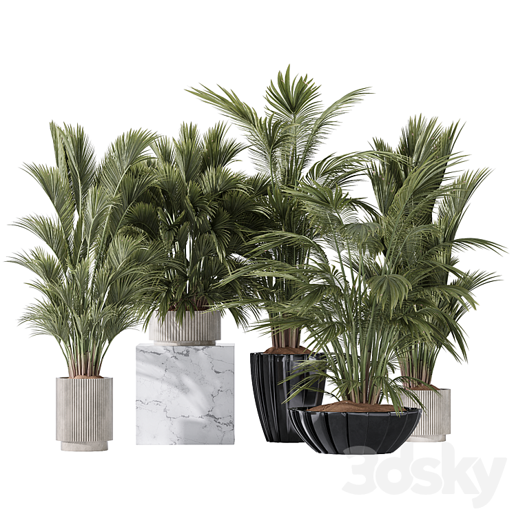 Areca Majesty Cat Reed Palm Vase 15 - Indoor - 3D model