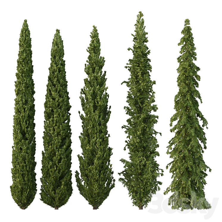 Cedrus deodara14 - Tree - 3D model