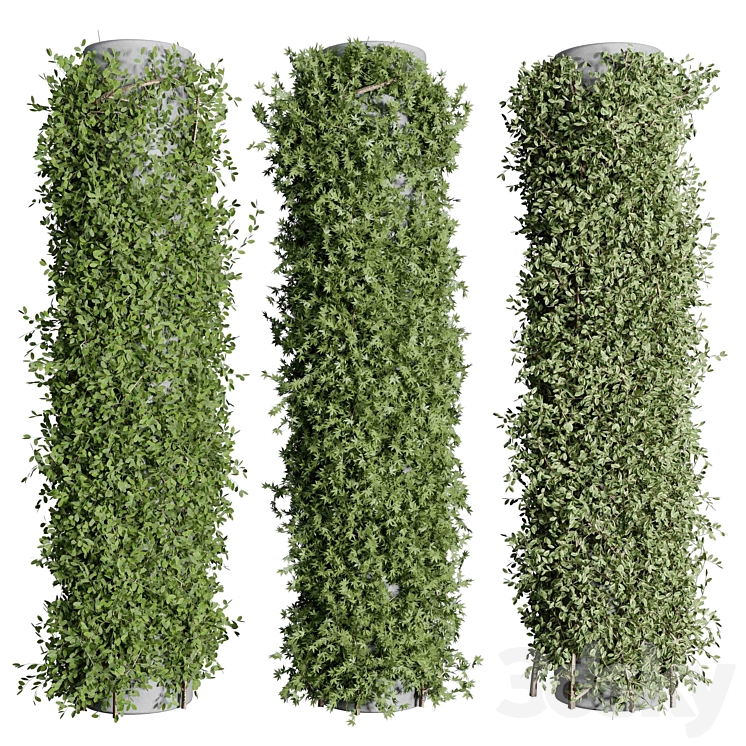 Column plant - pillar plant - column garden ivy 09 - Indoor - 3D model