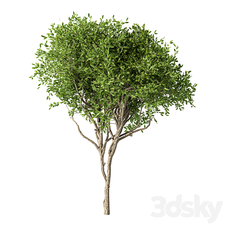 Tree Modwl Tree Set.146 - Tree - 3D model