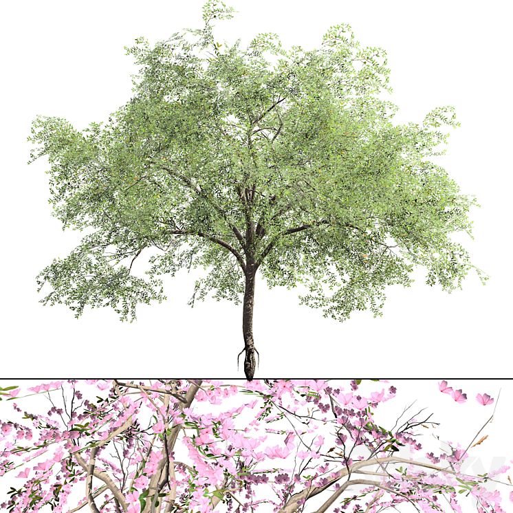 Almond Tree 3D Model - Tree - 3D model