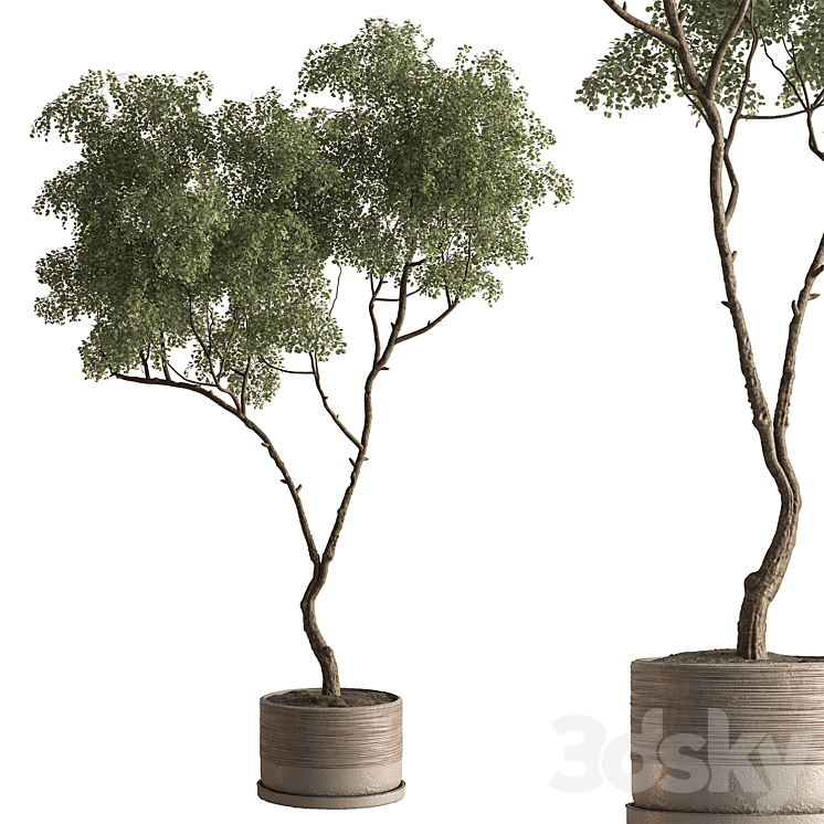 Indoor Plant 886 - Japanese Maple - Indoor - 3D model