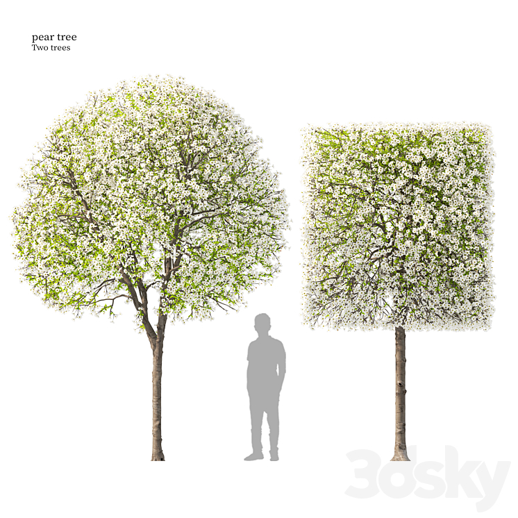 Pear Tree Bitmap Pear tree 05 - Tree - 3D model