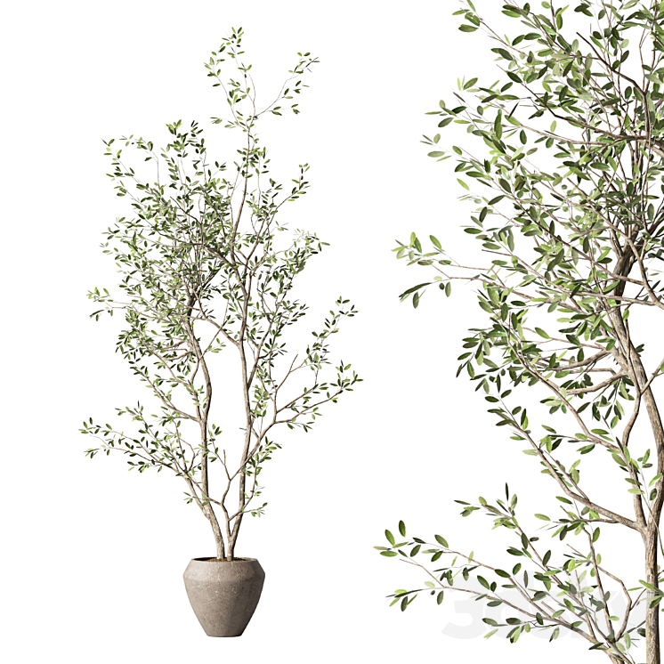 Olive Tree Indoor Plant Set.304 - Indoor - 3D model