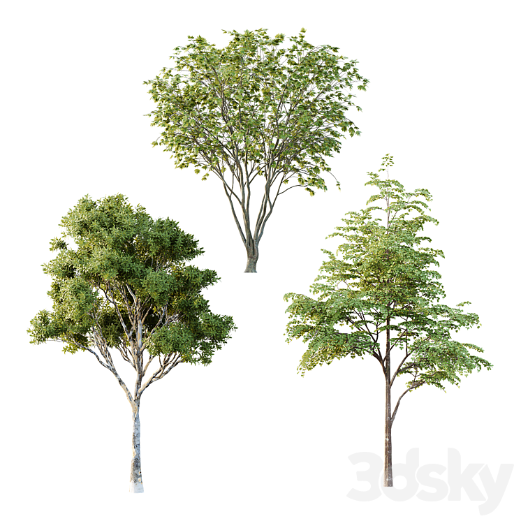 Different Tree Model Different Trees 40 - Tree - 3D model