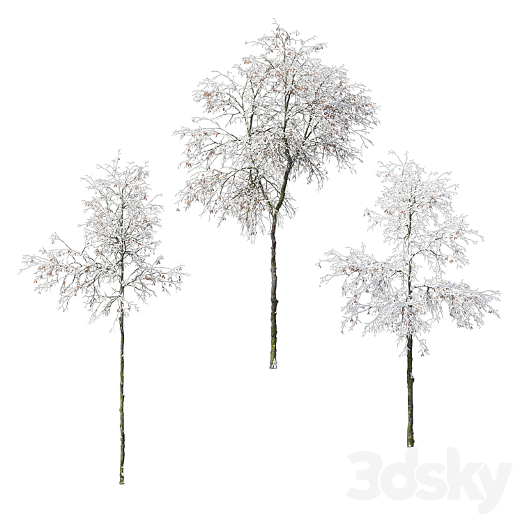 Winter Tree Model Young winter trees 02 - Tree - 3D model