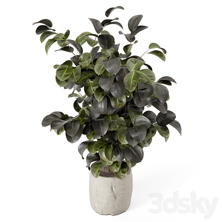 Indoor Ficus Plants Minimal Pot_Set 4340 - Indoor - 3D model