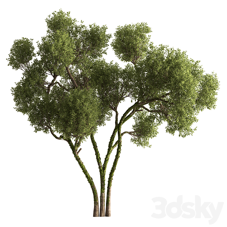 Amg Tree Angel Oak Tree Set 464 - Tree - 3D model