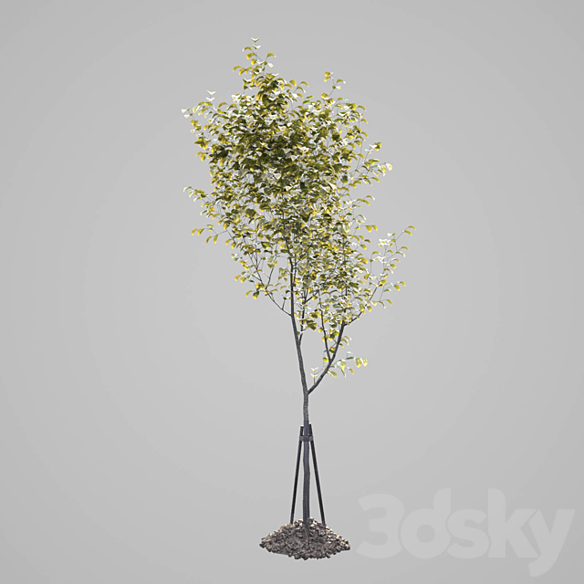 3dsky Free Download