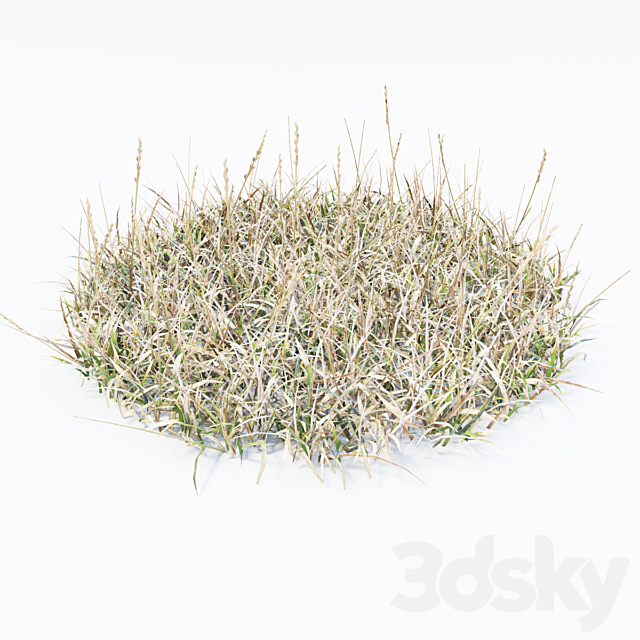 dry grass 3ds Max - thumbnail 2