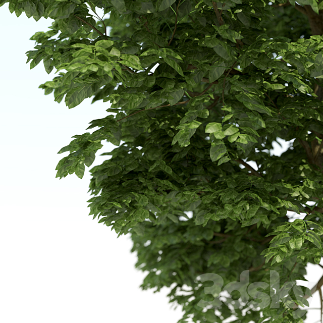 3dsky Free Download