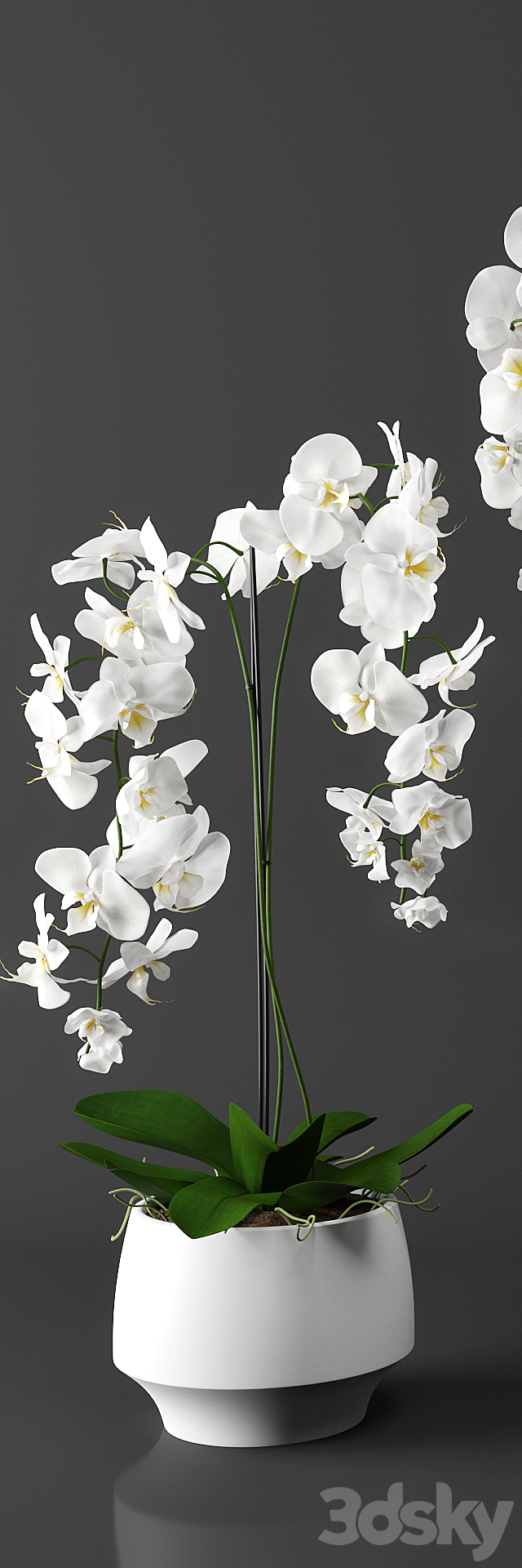 Orchid (phalaenopsis) set 3ds Max - thumbnail 2
