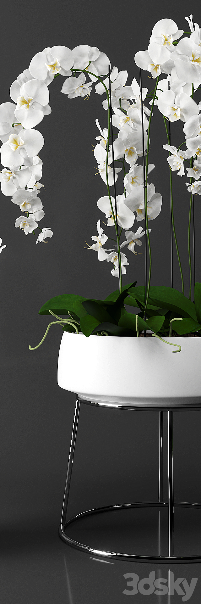 Orchid (phalaenopsis) set 3ds Max - thumbnail 3