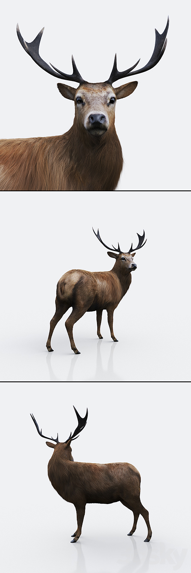 3d model