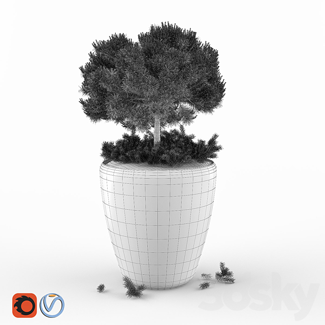Pine Pumilio 3ds Max - thumbnail 2