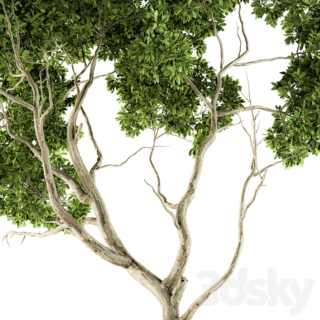 3d model