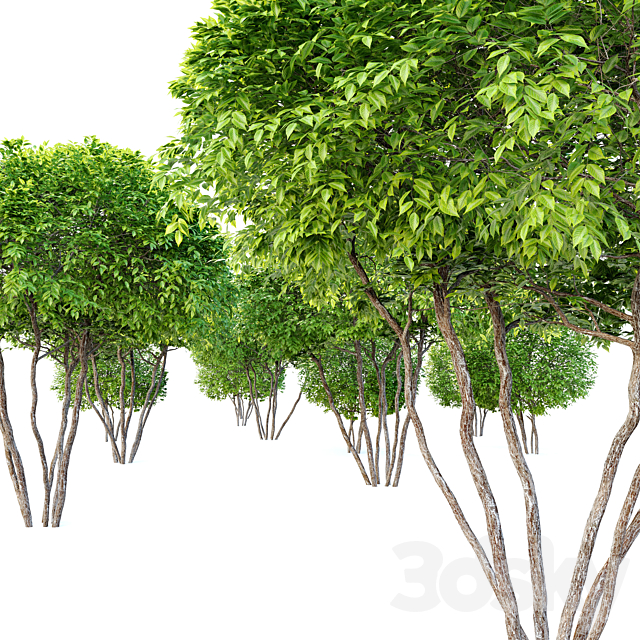 3d model