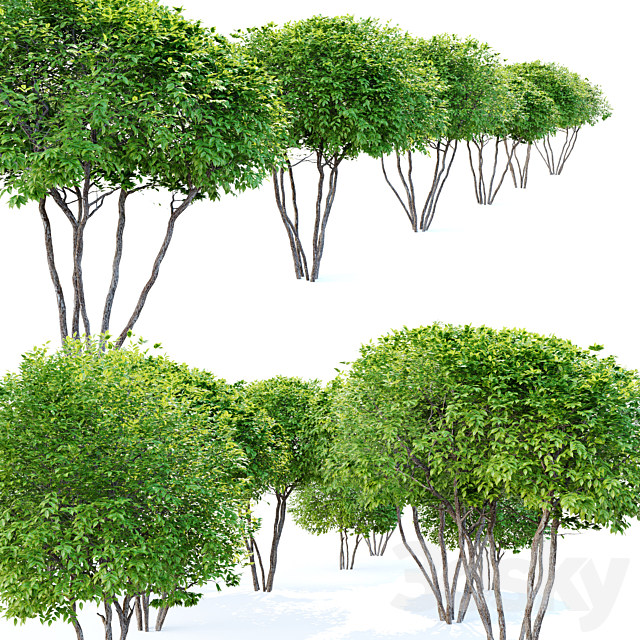 3dsky Free Download