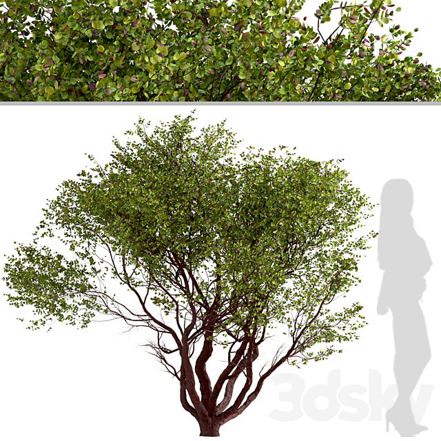 3d model