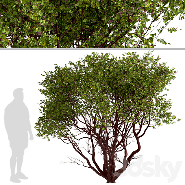 3dsky Free Download