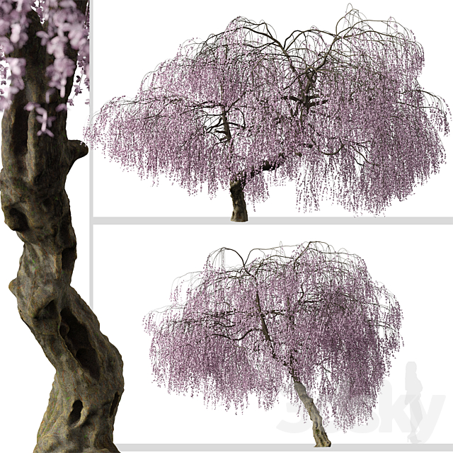 3dsky Free Download