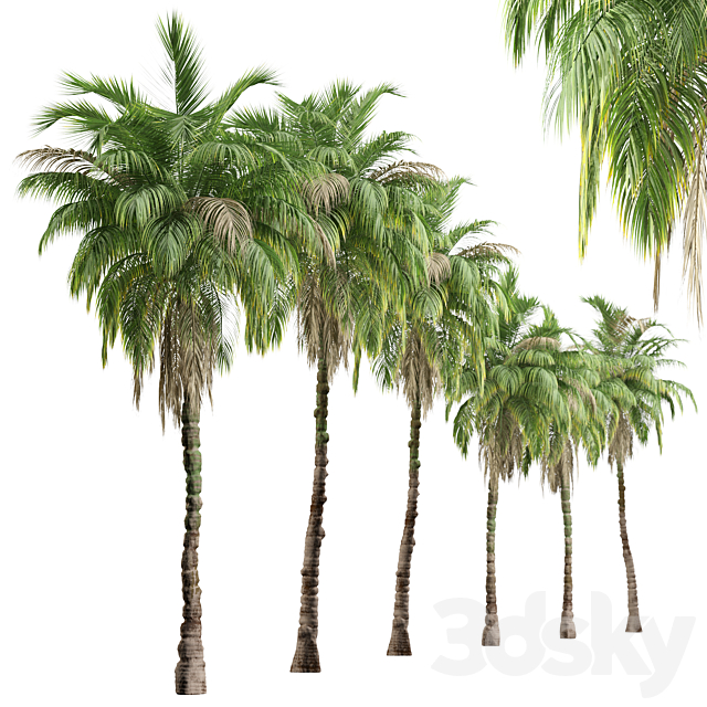 3dsky Free Download