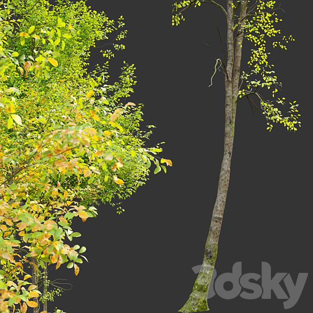 3dsky Free Download