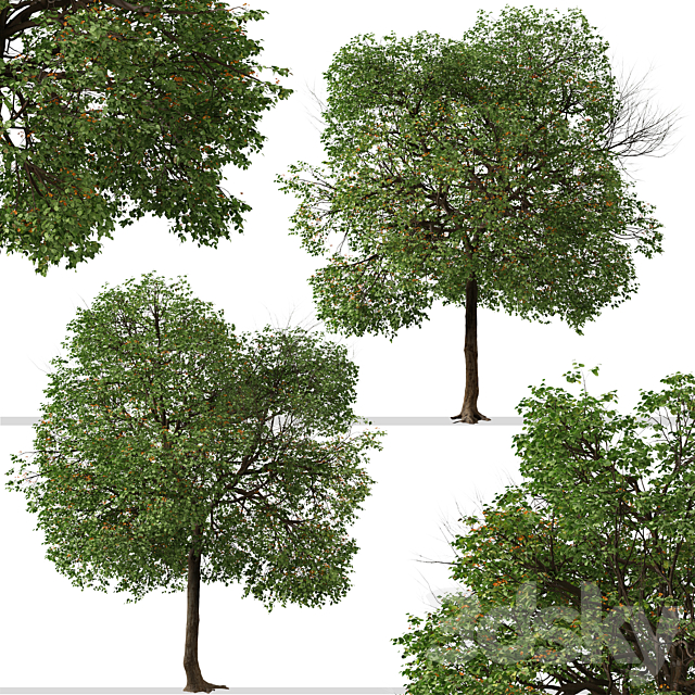 3d model