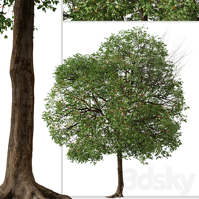 3dsky Free Download