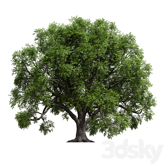 Oak 3ds Max - thumbnail 2
